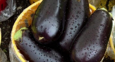 Jaké odrůdy lilku je lepší zasadit a pěstovat na předměstí na otevřeném poli a ve sklenících